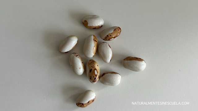 Las semillas heirloom como “pedacitos de historia”